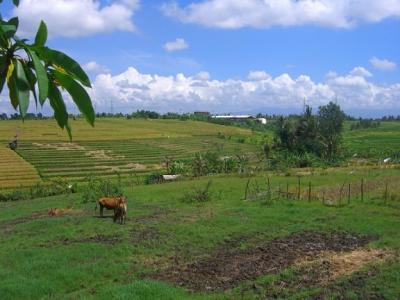 Bali, woning tussen de rijstvelden