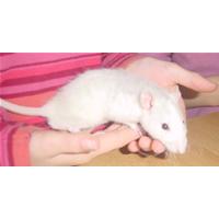 Uitzonderlijk mooie rasratten!