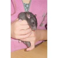 Uitzonderlijk mooie rasratten!