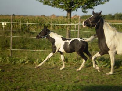 Pintabian hengst veulen