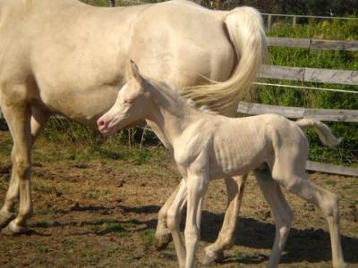 Cremello merrie veulen