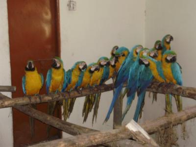 Gezonde papegaaien, kuikens en vruchtbare eieren te koop