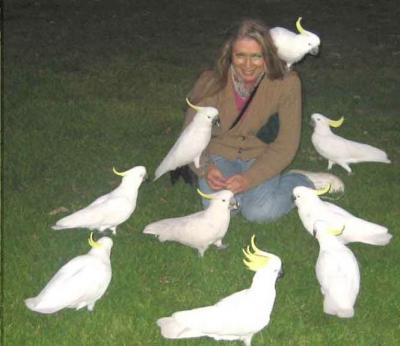 Gezonde papegaaien, kuikens en vruchtbare eieren te koop