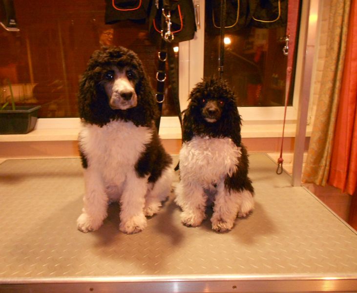 Trimsalon-Hondenverzorging 'Happy Feet'