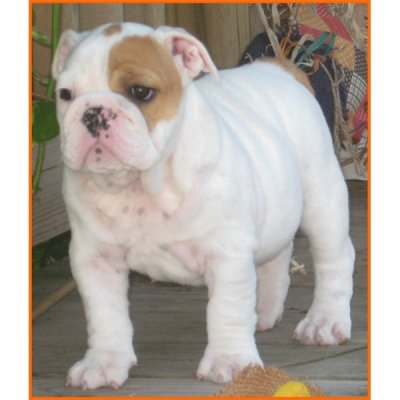 bulldog pup voor adoptie.