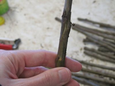 Ik bied een service manual enten van fruitbomen