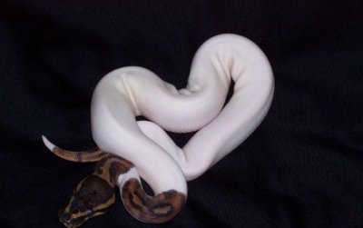 bont bal pythons voor verkoop