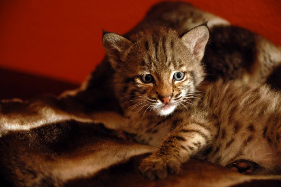 Exotische katten beschikbaar