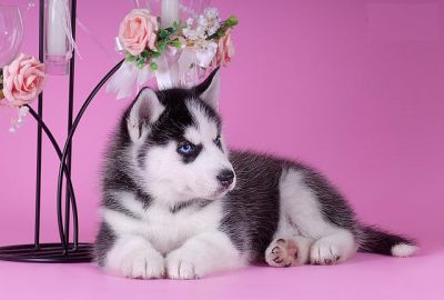 Siberische Husky pups met FCI papieren!