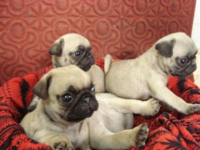 Mopshond pups voor adoptie.