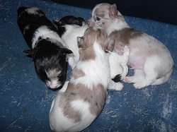 chihuahua pups merels en effen kleur 700 euro