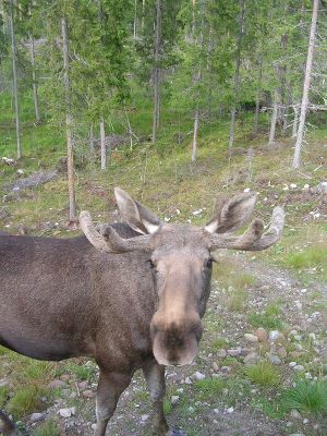 Particuliere vakantiehuisjes te huur in Zweden. 