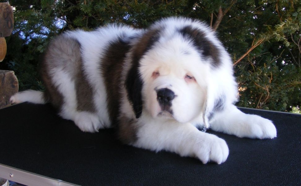 Uitstekende KC Reg St.Bernard Puppies
