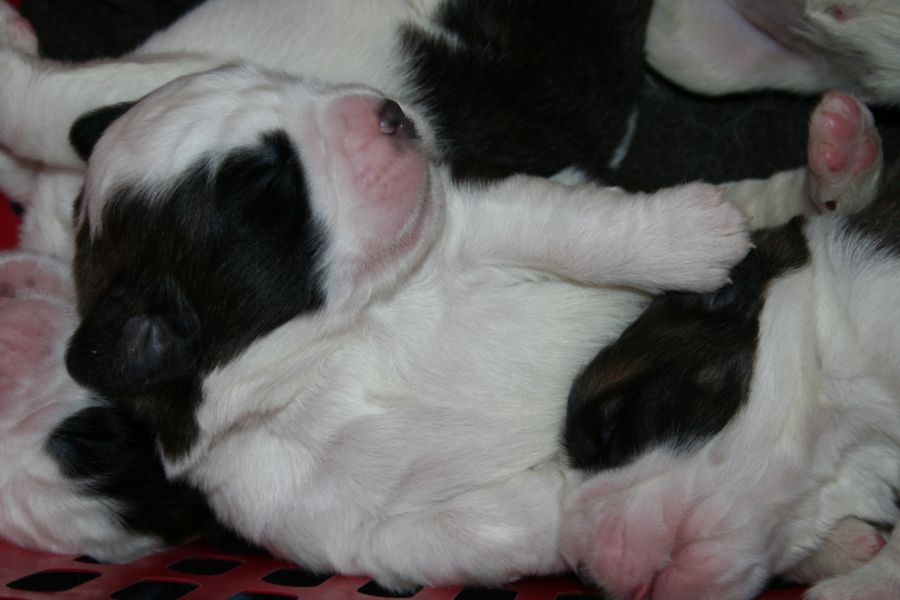 Sint bernard pups met stamboom verwacht