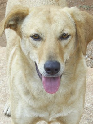 Rozie en Babette uit Turkije zoeken een gouden mand