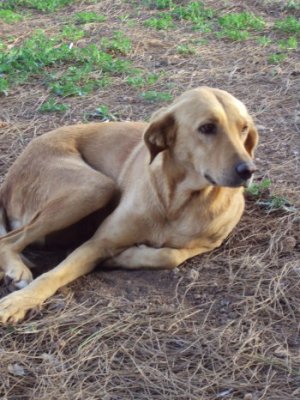 Rozie en Babette uit Turkije zoeken een gouden mand