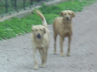 Rozie en Babette uit Turkije zoeken een gouden mand