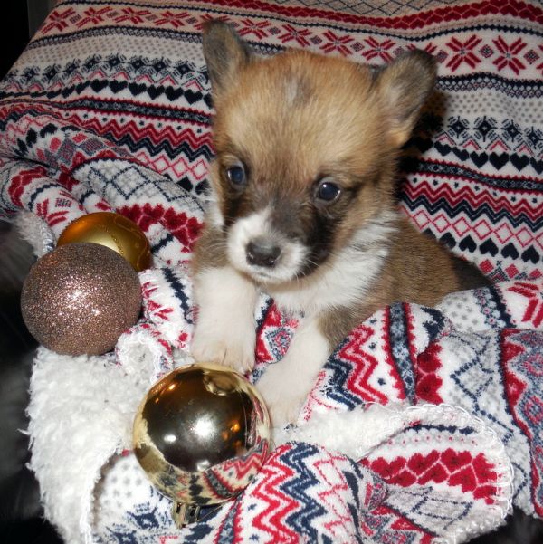 Welsh corgi pembroke pups