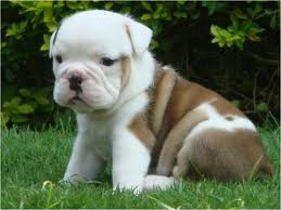  Gezond Engelse Bulldog Pups