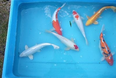 Kois & steuren vanaf 30 euro per kg