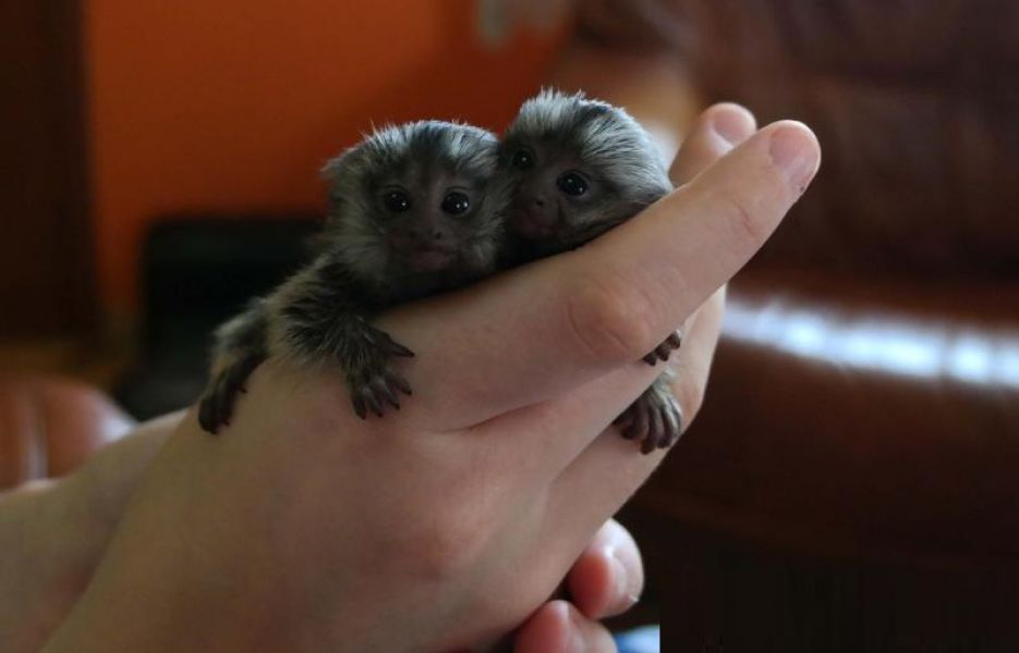 Baby marmoset apen voor adoptie. 