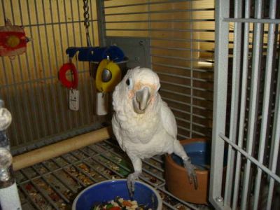 Schattig kaketoe papegaaien te koop