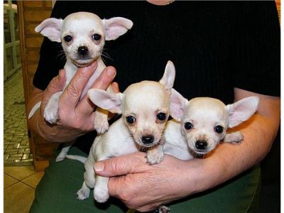 Kleine Chihuahua pups beschikbaar