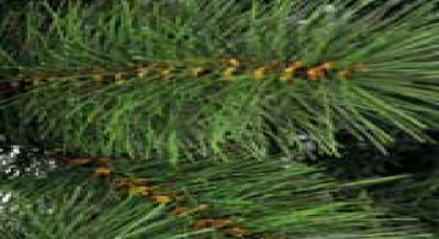 Kerstbomen Kerstboom topkwaliteit 