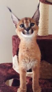 Beschikbare F1, F2 savanne en serval, caracal en Ocelot Kittens