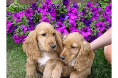 Engels Cocker Spaniel 18 weken