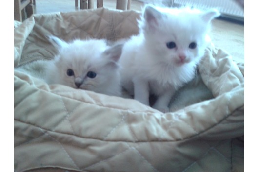  Schattige katjes Ragdoll 