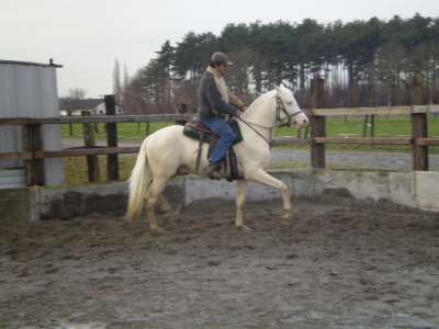 Cremello halfbloed ter dekking aangeboden