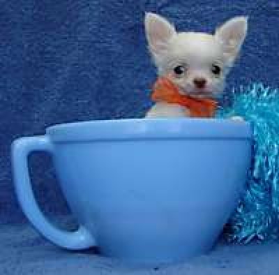 chihuahua puppy voor x massa aanwezig 