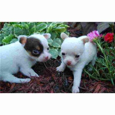 chihuahua puppy voor x massa aanwezig 