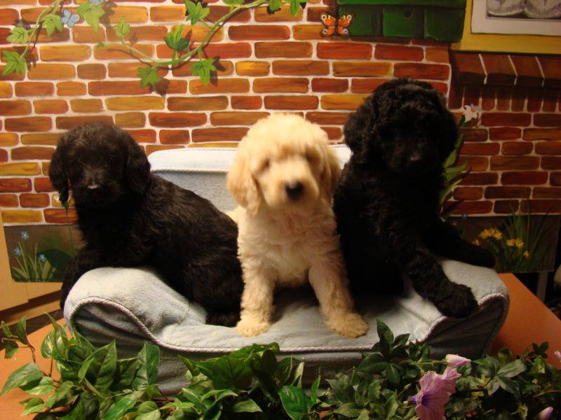 Labradoodle pups