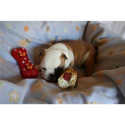 Mooie Engels Bulldog pups beschikbaar