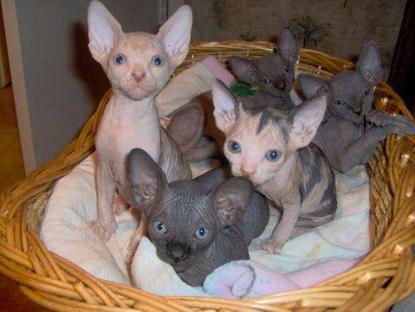 Sphynx babys cfa / tica reg.