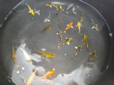 Baby koi's van 7 tot 10 cm aan 1,20 euro per stuk