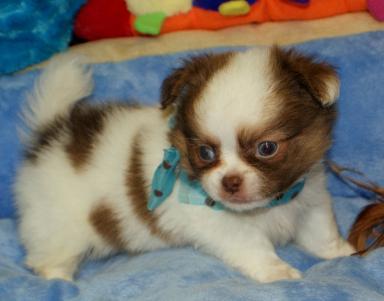  Prachtig langharig  chihuahua pups