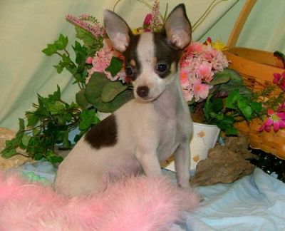 mooie chihuahua pups voor adoptie