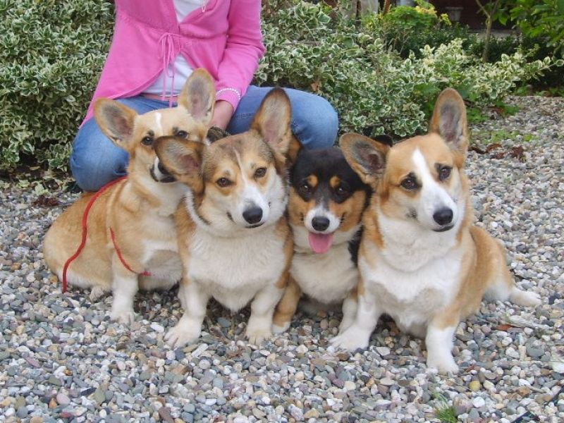 Welsh corgi pembroke pups