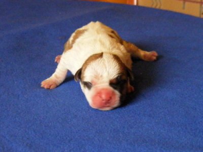 American Staffordshire Terrier kwalitatieve puppy verkoper.