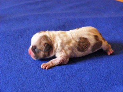 American Staffordshire Terrier kwalitatieve puppy verkoper.