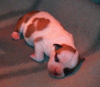 American Staffordshire Terrier kwalitatieve puppy verkoper.