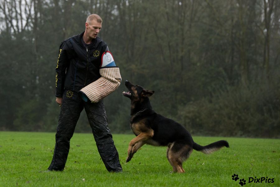 Nestje DUITSE HERDERS verwacht
