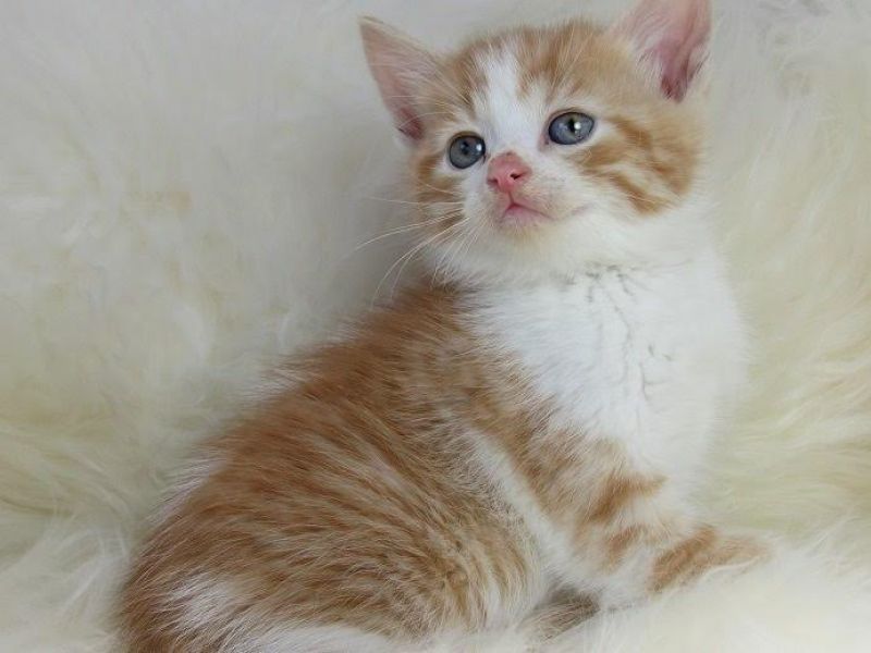 Leuke Perzische katjes voor vrije adoptie