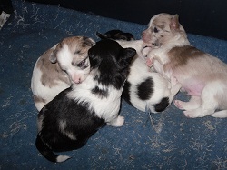 chihuahua pups merels en effen kleur 700 euro
