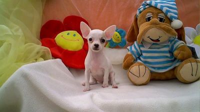 Drie Mooie Chihuahua pups Toy