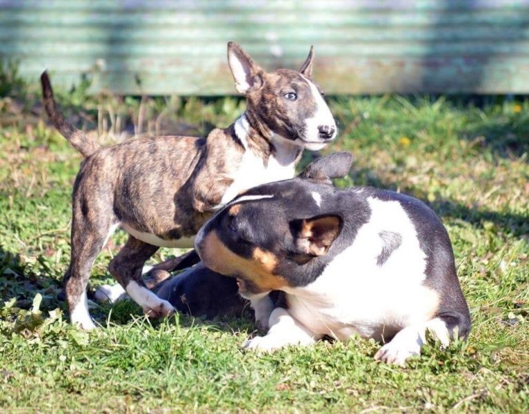 Miniatur Bull Terriers Beschikbaar met Garantie en Stamboom