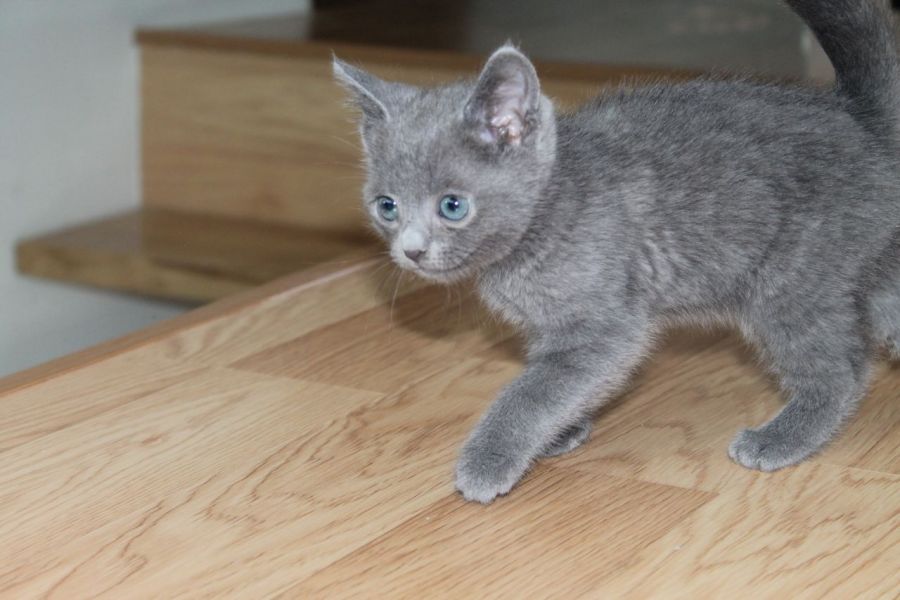Fantastische blauwe rus kittens